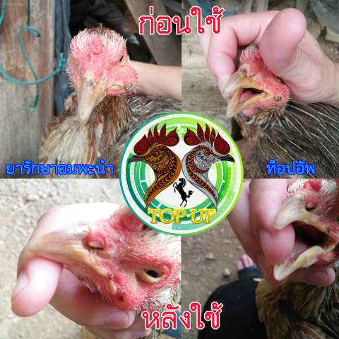 ผลการใช้ยารักษาอมพะนำ