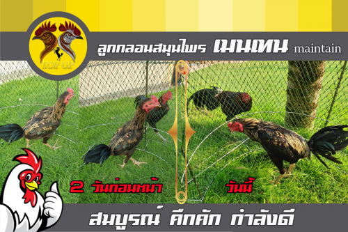 ผลการใช้ยาเลี้ยงเมนเทน