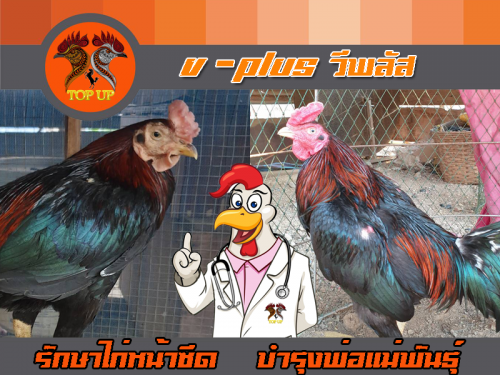 วีพลัส (V-Plus) บำรุงเลือด