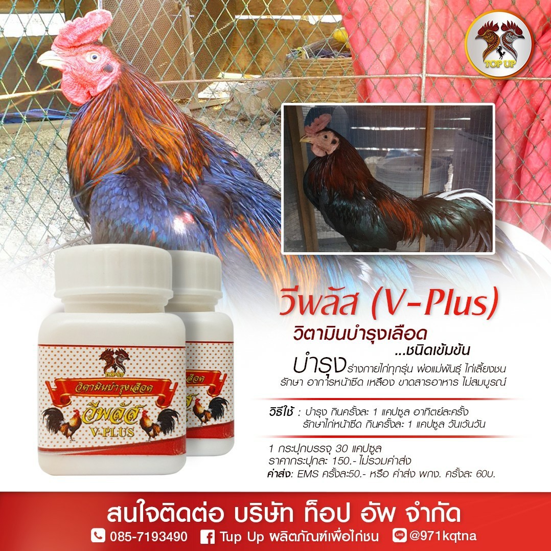 วีพลัส (V-Plus) วิตามินบำรุงเลือด ชนิดเข้มข้น