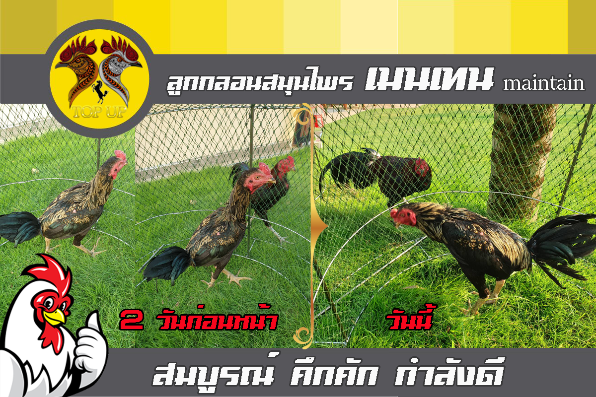 เมนเทน (Maintain) ลูกกลอนสมุนไพร