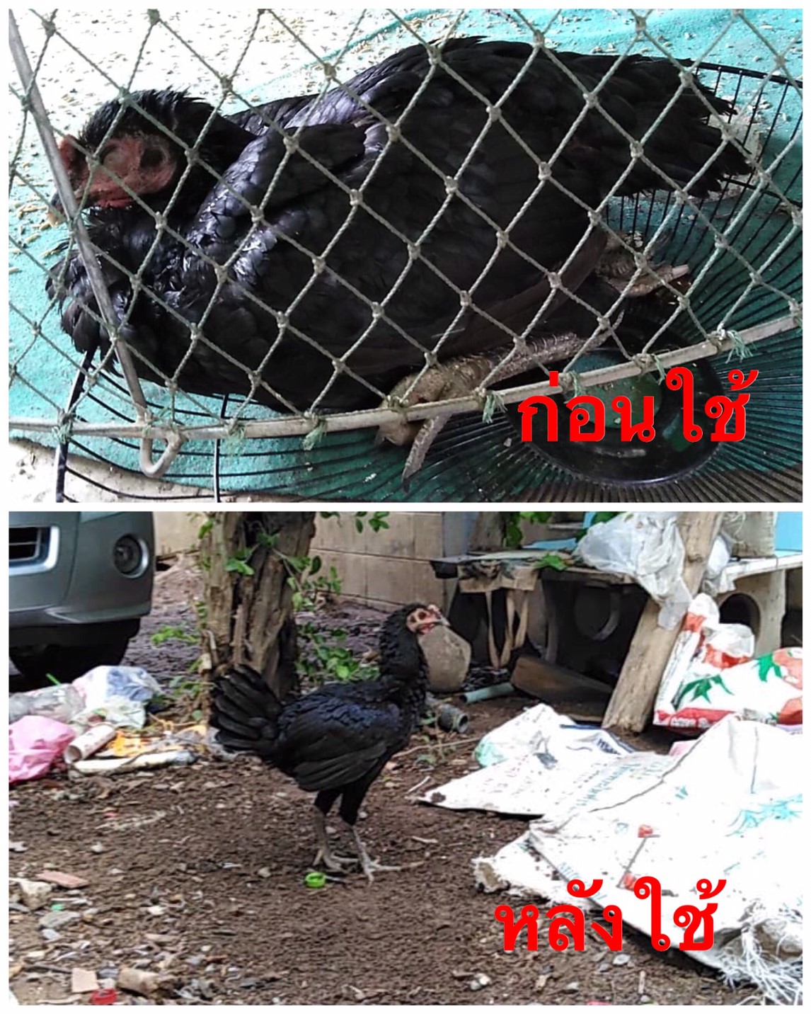 เคอร์โคลด์ รักษาหวัด