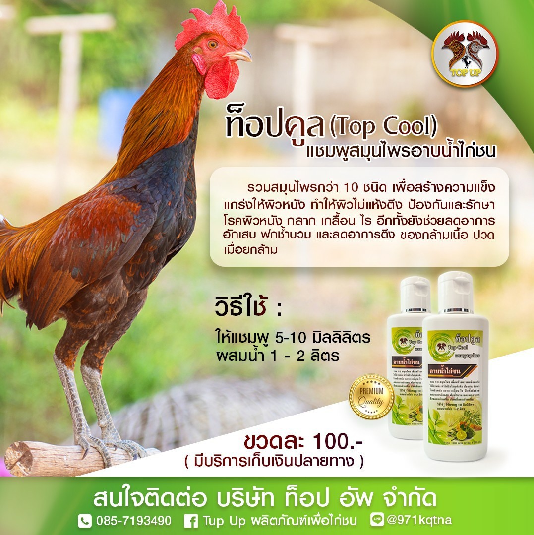 ท็อปคูล แชมพูสมุนไพรอาบน้ำไก่ชน
